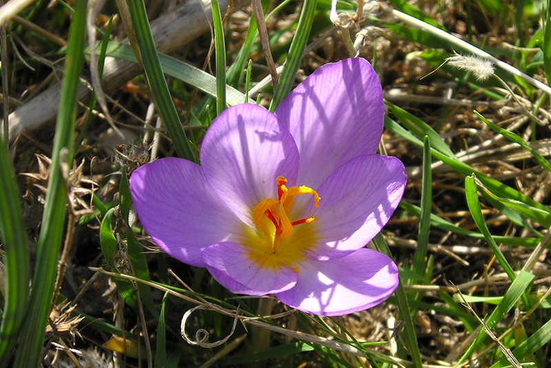 Salento is a land of Saffron