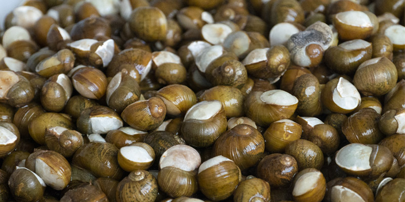 Festa della Municeddha