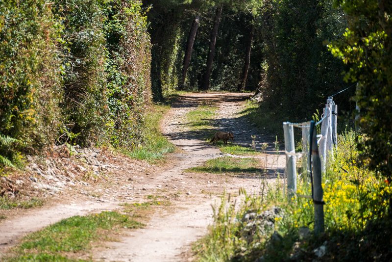 Otranto laghi alimini volpe