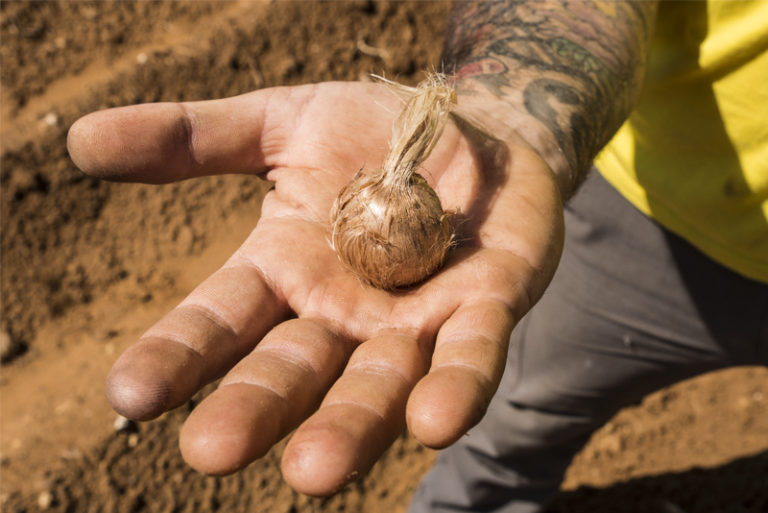 Salento: la raccolta dello zafferano