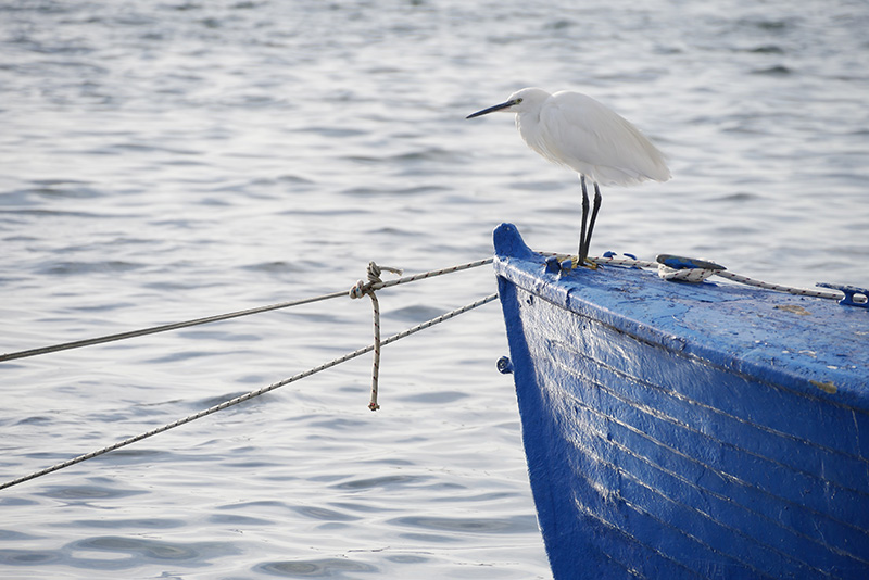 Porto Cesareo Salento egretta garzetta