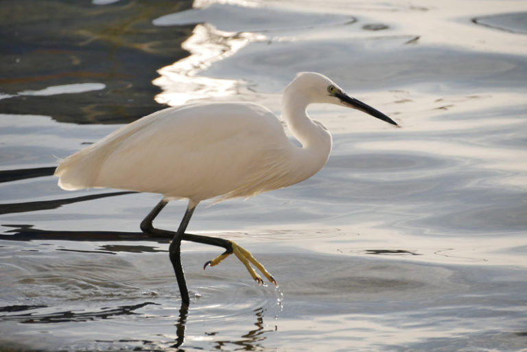 Porto Cesareo Salento: egretta garzetta